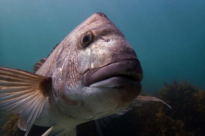 Half Day Guided Dive Tour, Goat Island Marine Reserve - Meeting and Logistics