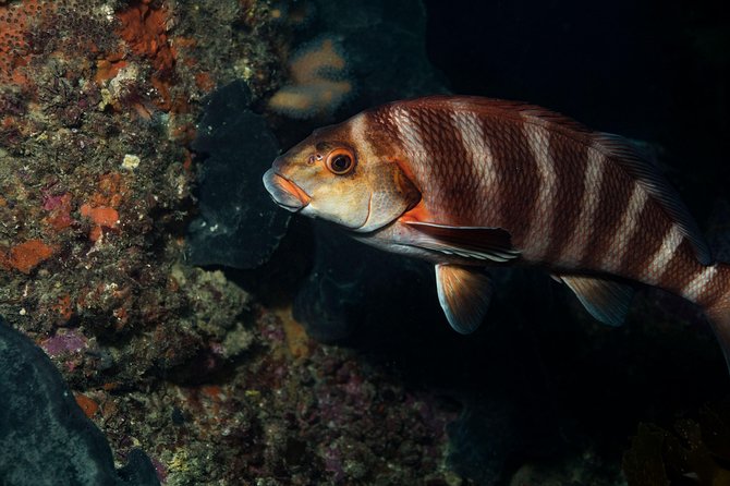 Half Day Guided Dive Tour, Goat Island Marine Reserve - Customer Feedback