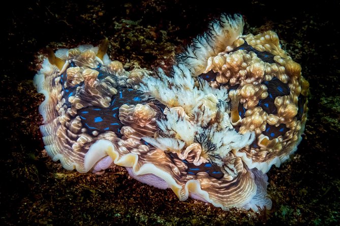 Half Day Guided Dive Tour, Goat Island Marine Reserve - Dive Duration and Conditions
