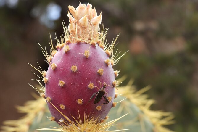 Half-Day Guided Hike in Joshua Tree National Park - Off-the-Beaten-Path Exploration Experiences