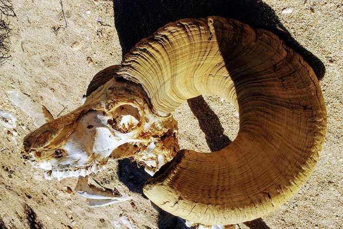 Half-Day Guided Hike in Joshua Tree National Park - Remarkable Wildlife and Blooming Vegetation