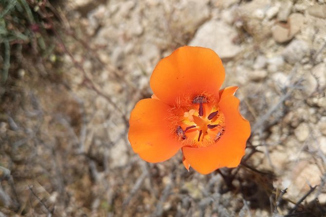 Half-Day Guided Hike in Joshua Tree National Park - Customizable Itinerary and Expert Guidance