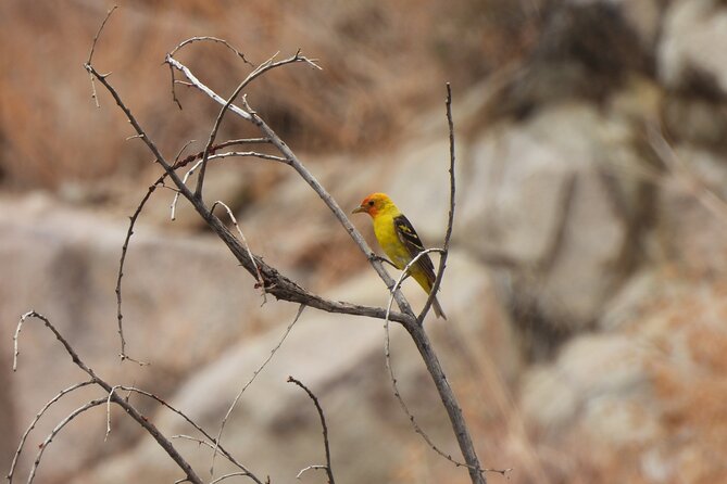 Half-Day Guided Hike in Joshua Tree National Park - Cancellation Policy and Pricing Information