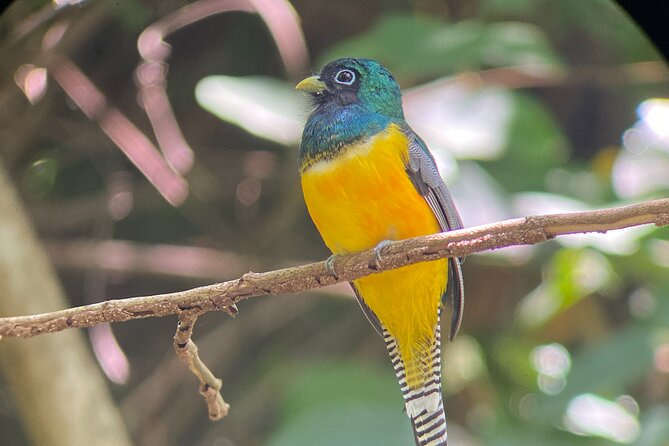 Half Day Guided Hiking at Manuel Antonio National Park - Wildlife and Scenic Experience