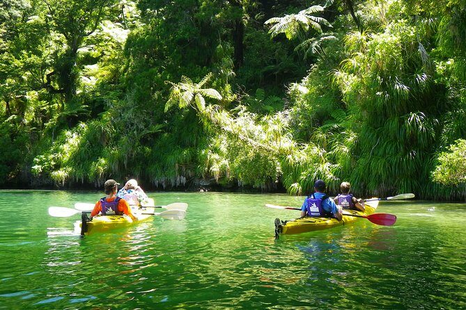 Half-Day Guided Sea Kayak Trip from Picton - An In-Depth Look at the Experience