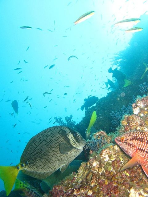 Half Day Guided Snorkel Tour in Los Cabos - Customer Feedback