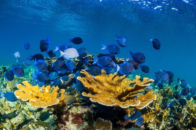 Half Day Guided Snorkeling Adventure in Puerto Morelos - Customer Reviews and Experiences