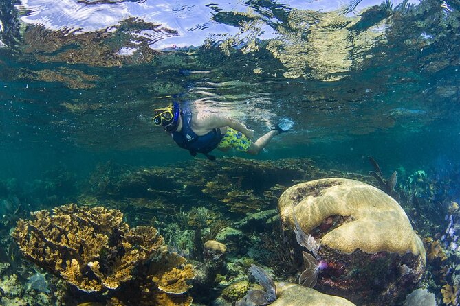 Half Day Guided Snorkeling Adventure in Puerto Morelos - Explore the Mesoamerican Barrier Reef