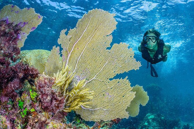 Half Day Guided Snorkeling Adventure in Puerto Morelos - Tour Highlights and Offerings