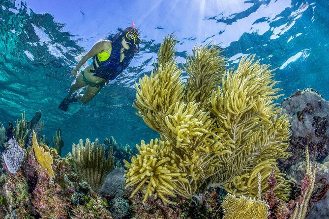 Half Day Guided Snorkeling Adventure Tour From Cancun - Customer Feedback
