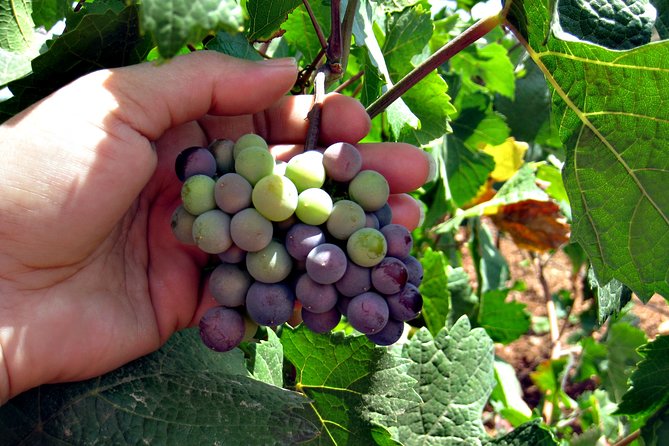 Half-Day Guided Tour of North Texas Wineries and Vineyards With Wine Tastings - Wine Tasting Experience