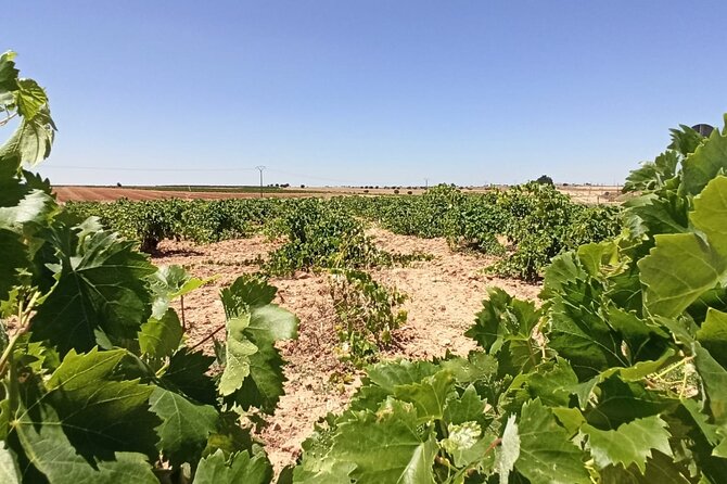 Half-Day Guided Tour to a Winery From Madrid - Participant Guidelines