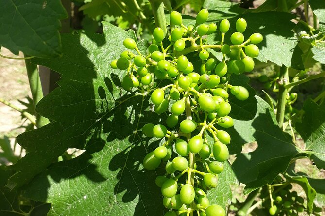 Half-Day Guided Tour With Tasting of Beaujolais Wines - Traveler Feedback
