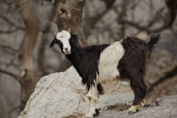 Half Day Guided Trek Departure From Imlil - Frequently Asked Questions