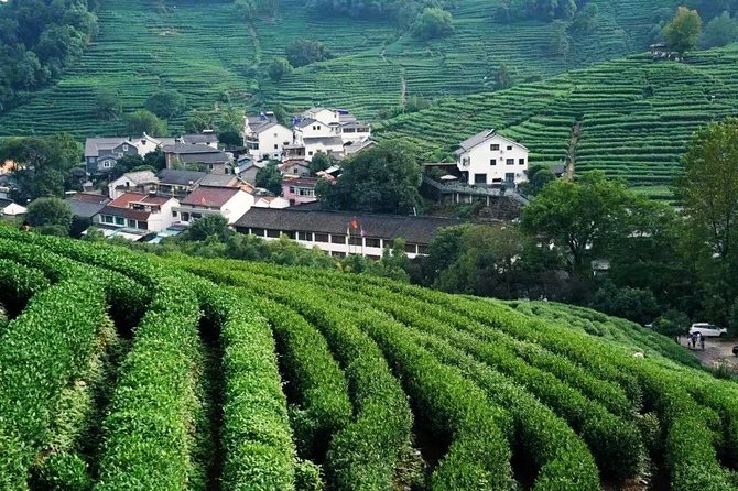 Half-Day Hangzhou Nature Explore With Green Tea Village and Yunxi Bamboo Forest - Tour Participation and Accessibility