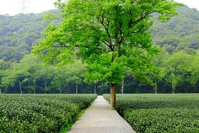 Half-Day Hangzhou Nature Explore With Green Tea Village and Yunxi Bamboo Forest - Booking and Cancellation Flexibility