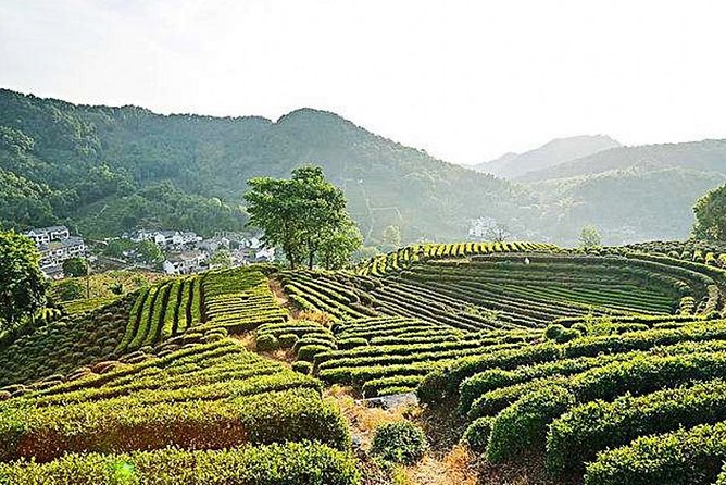 Half-Day Hangzhou Nature Explore With Green Tea Village and Yunxi Bamboo Forest - Sum Up