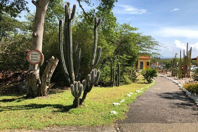 Half Day Hato Cave, Flamingo & Beach Tour - Practical Details & Tips