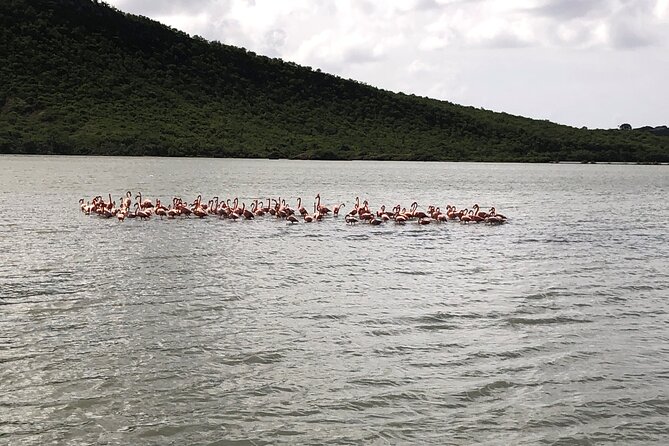 Half Day Hato Cave Flamingo Beach Tour - Inclusions and Costs