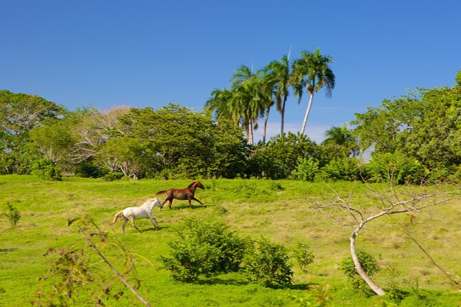 Half Day Higuey City Tour From Punta Cana With Pick up - Inclusions