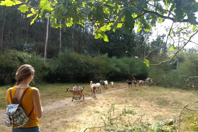Half Day Hike & Picnic 2.0 With Dog Love in Portos Mountains - What to Expect on the Trail