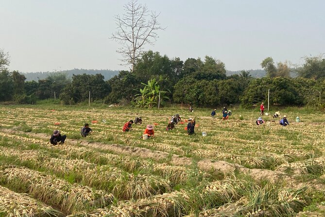 Half-Day Hilly Adventure to Mae Wang (Some Unpaved, Guided) - Pickup and Dropoff Details