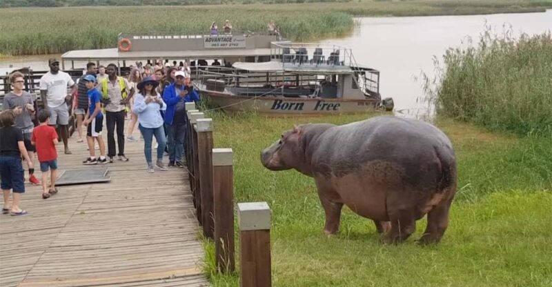 Half Day Hippo Boat Safari Isimangaliso Wetlands From Durban - Key Points