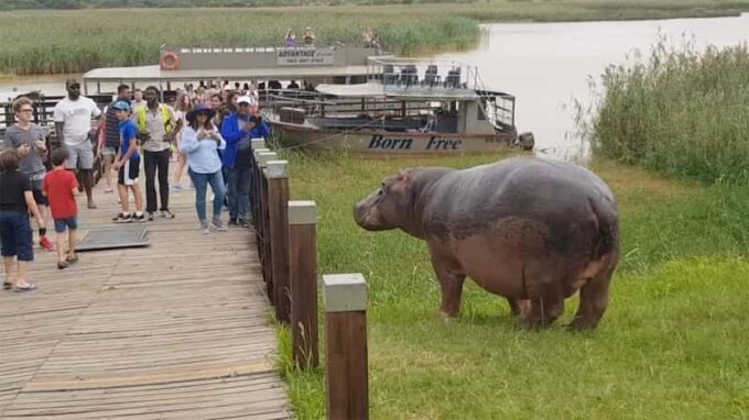 Half Day Hippo Boat Safari Isimangaliso Wetlands From Durban - Price and Cancellation Policy