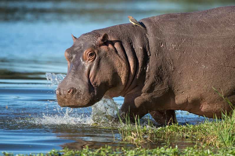 Half Day Hippo & Croc - Isimangaliso Wetlands Park Fr Durban - Hippo and Croc Boat Cruise