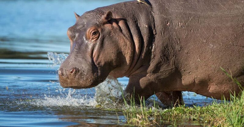 Half Day Hippo & Croc - Isimangaliso Wetlands Park Fr Durban - Guided Tour and Accessibility