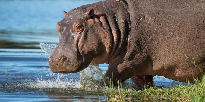 Half Day Hippo & Croc - Isimangaliso Wetlands Park Fr Durban - History and Ecology of Isimangaliso