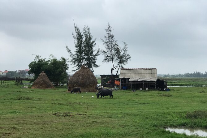 Half-Day Hoi An Countryside and Villages Tour by Bike - Customer Feedback