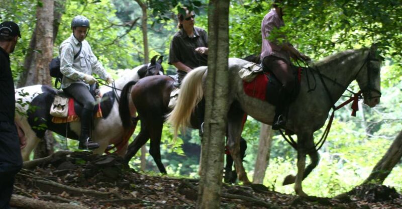 Half Day Horse Riding in Dambulla - Experience Highlights