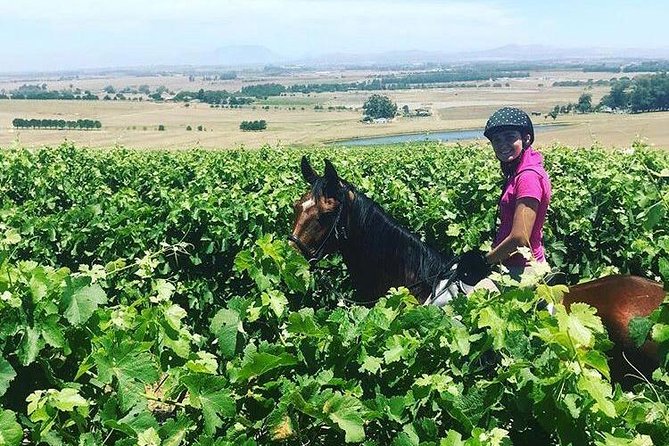 Half Day Horseback Wine Tour - Participant Requirements