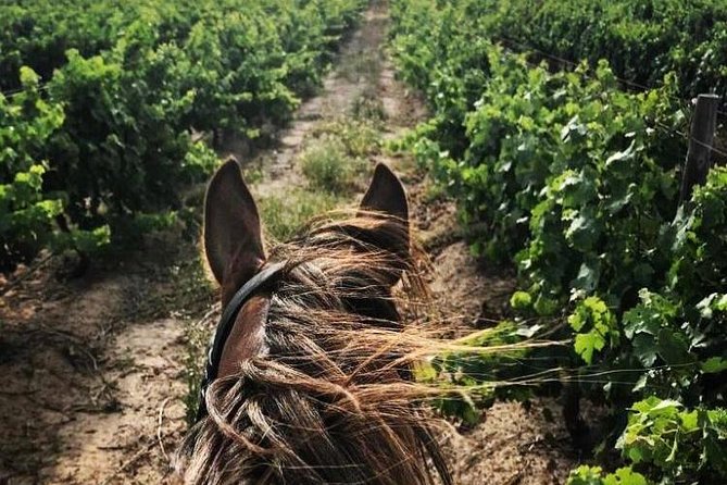 Half Day Horseback Wine Tour - Cancellation and Reviews