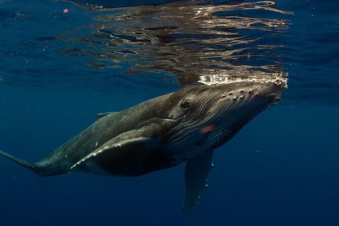 Half-Day Humpback Whales Encounter in Moorea - FAQ