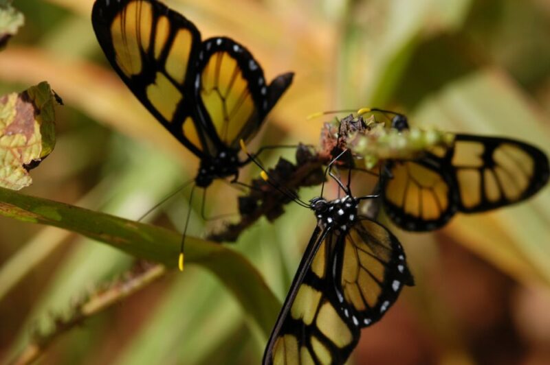 Half-Day Iguazú Forest Adventure - Experience Highlights
