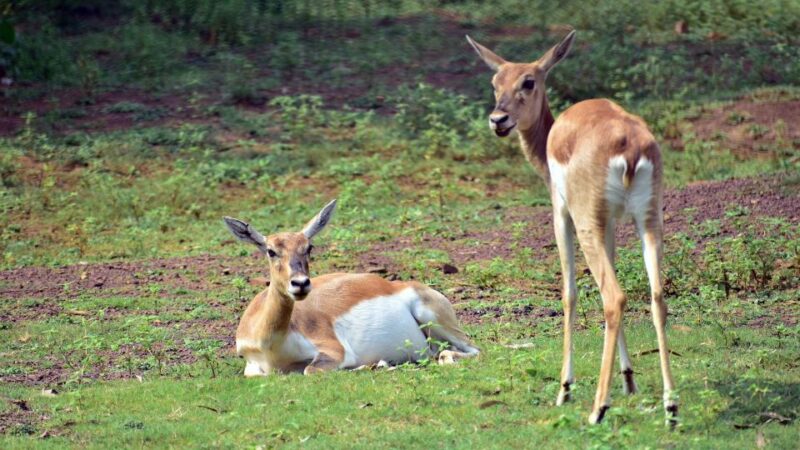 Half Day in Yala Safari - Key Points