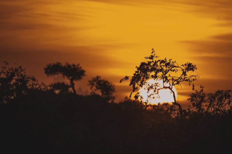 Half Day in Yala Safari - Safari Jeep Experience