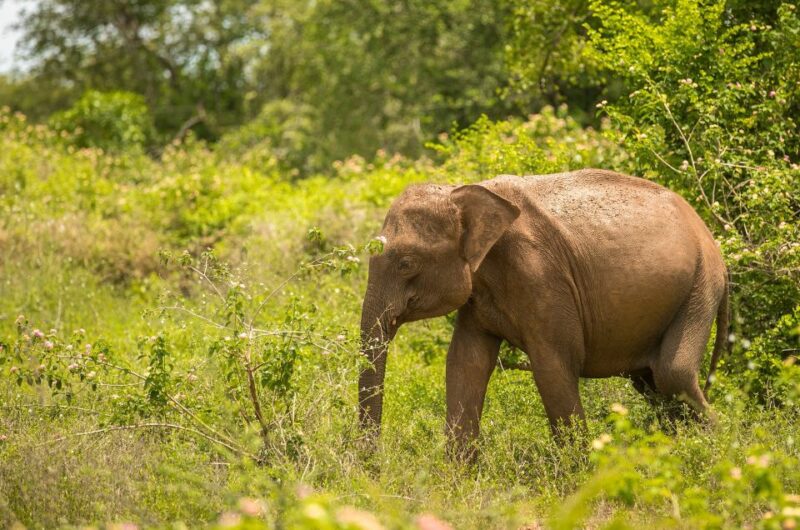 Half Day in Yala Safari - Inclusions and Amenities