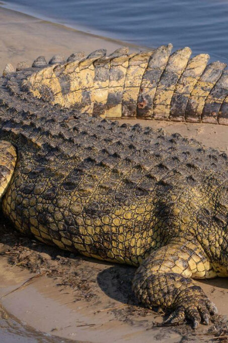 Half Day Isimangaliso Boat Safari Tour From Durban - Frequently Asked Questions