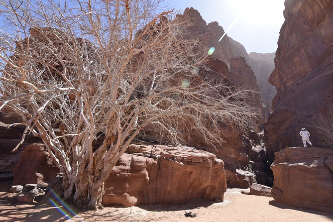 Half Day Jeep and Camel Tour No Stay - Group Size and Composition