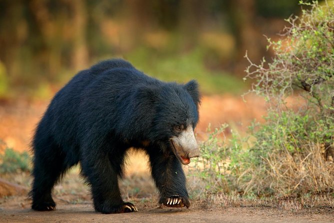 Half Day Jeep Safari In Yala National Park - Diverse Ecosystems and Wildlife