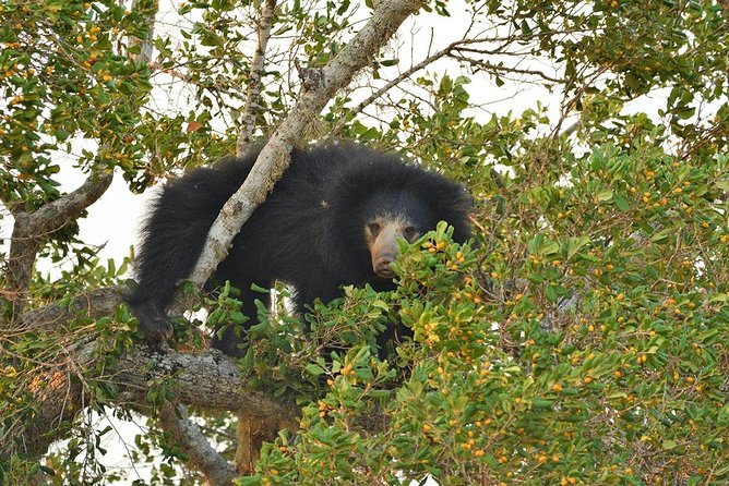 Half Day Jeep Safari In Yala National Park - Inclusive Safari Package Details