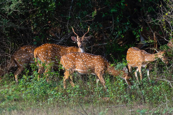 Half Day Jeep Safari In Yala National Park - Recommended Related Activities