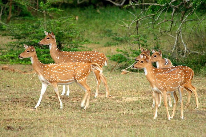 Half Day Jeep Safari In Yala National Park - Customer Satisfaction and Reviews