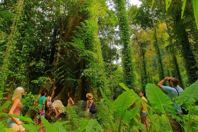 Half-Day Jungle Tour Including Crystal Pool and Krabi Hot Springs - Exploring the Jungle