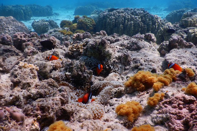Half-Day Kayak Tour on the Kerama Islands and Zamami Island - Pickup and Meeting Points