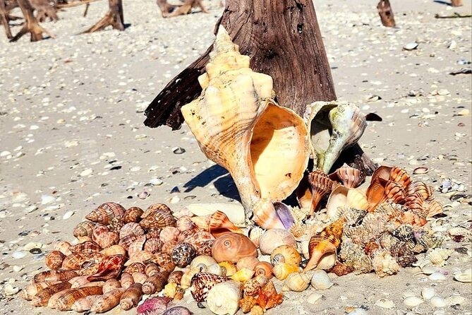 Half Day Keewaydin Shelling and Beach Adventure (Private) - Inclusions and Amenities