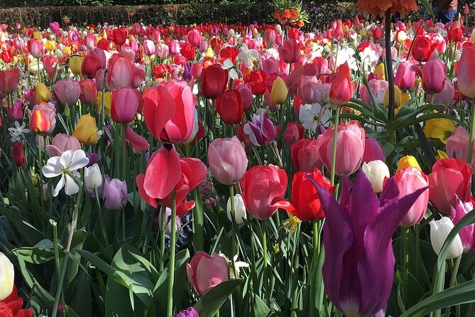 Half Day Keukenhof Tulip Paradise Trip From Amsterdam - Exclusions